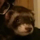 Moogleby Underfoot, on her second favorite spot; my shoulder. The first was in my arms.